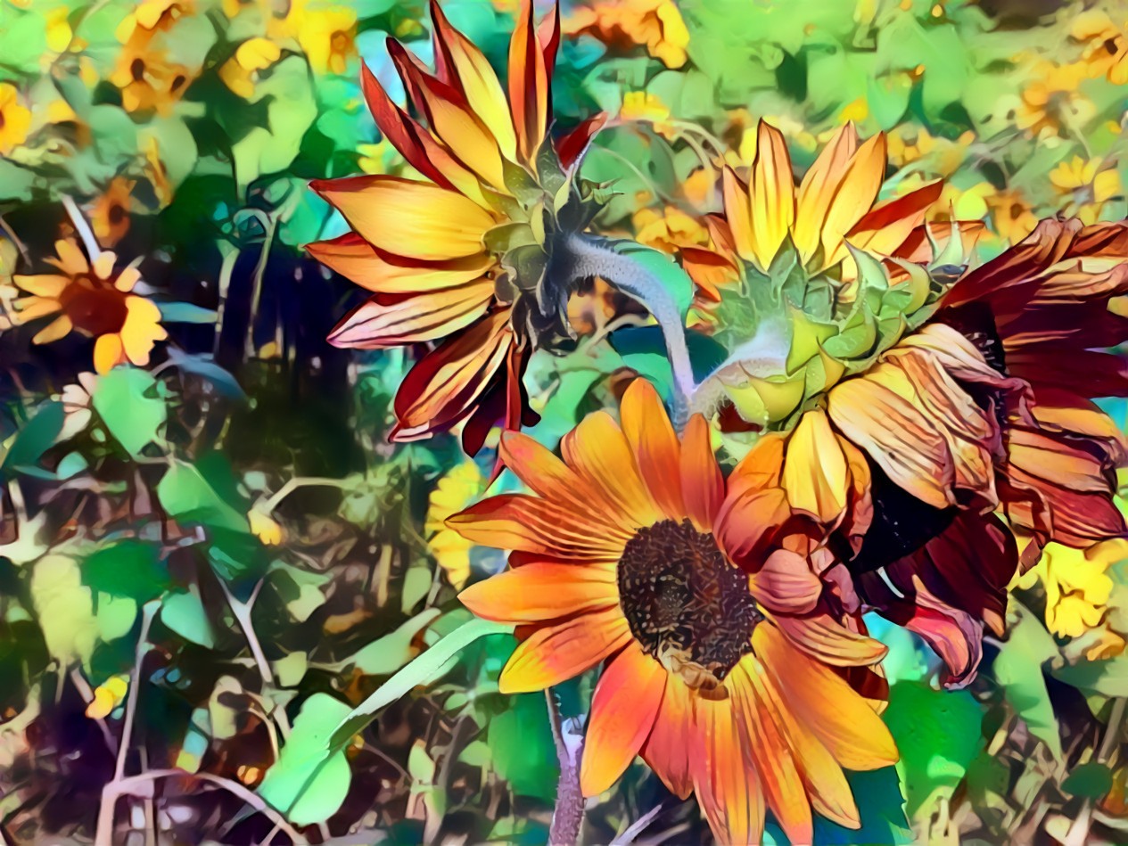 Sunflower dreams